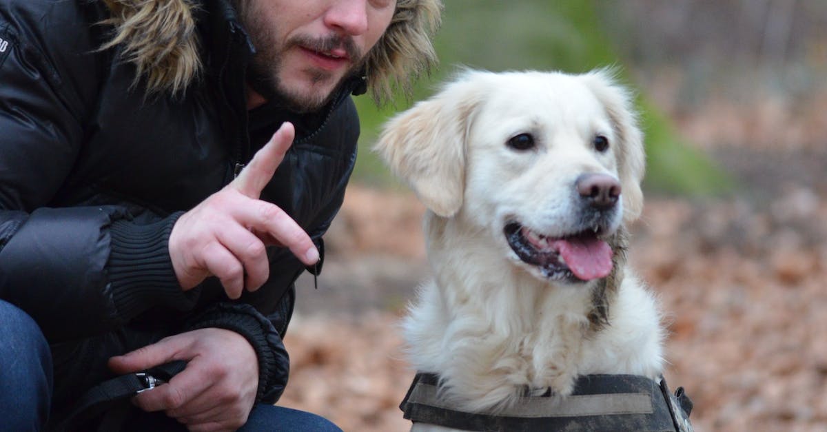 8 passos essenciais para ensinar seu cão a parar de latir para outros cães