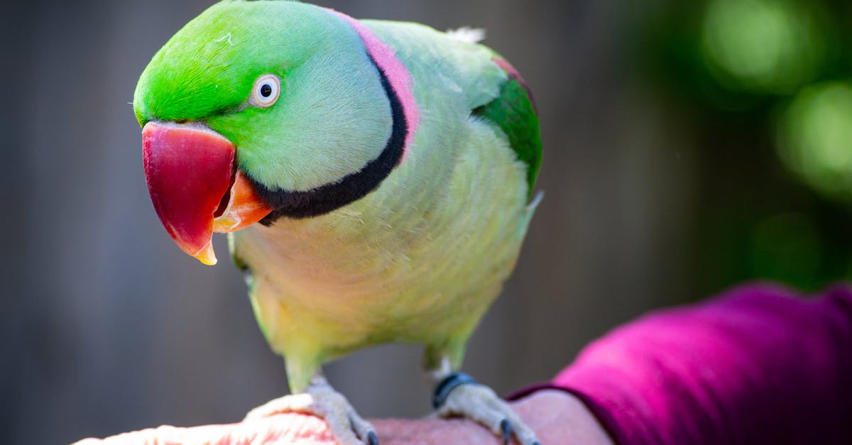 Tudo o que você precisa saber sobre a alimentação saudável para seus pássaros de estimação: guia completo com dicas práticas e receitas deliciosas”.