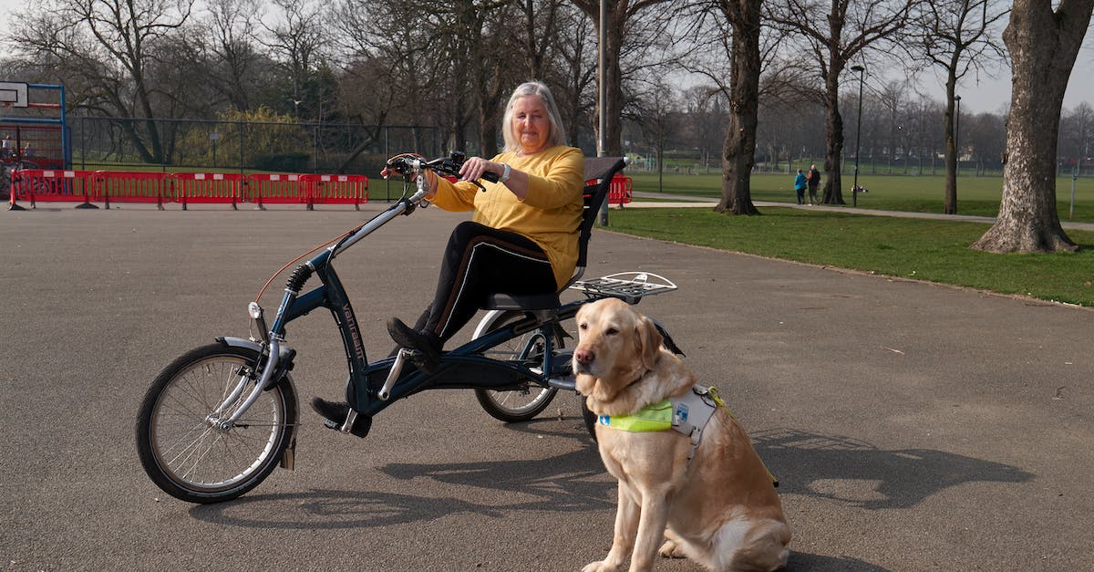 Acompanhantes leais: As melhores raças de cães para idosos desfrutarem de companhia constante