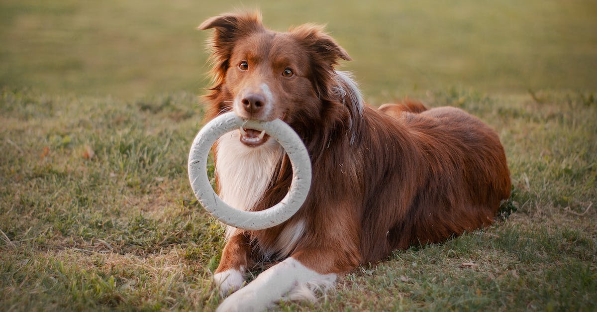Encontre o brinquedo de buscar perfeito para seu cão com estas 8 dicas infalíveis!