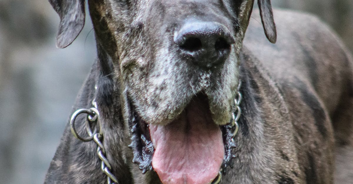 Descubra as 8 maiores e mais impressionantes raças de cães do mundo!