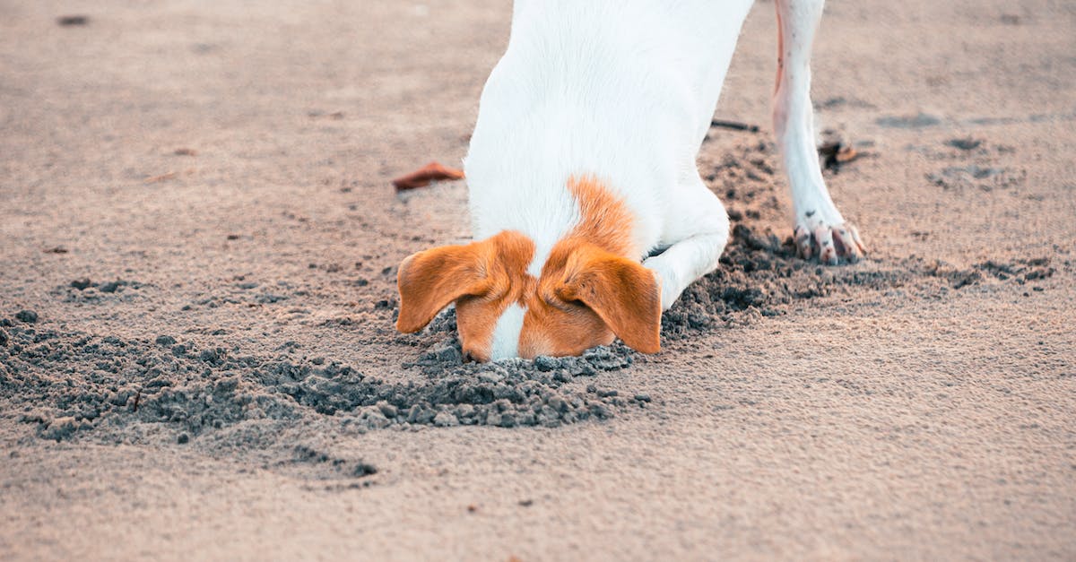 Torne seu jardim à prova de escavações: 8 dicas valiosas para lidar com cães que adoram cavar buracos