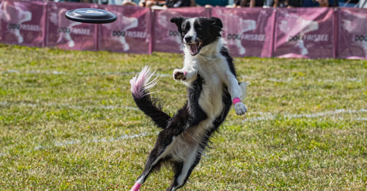 Descubra as melhores raças de cães para arrasar nos esportes de frisbee: Um guia completo para um desempenho excepcional!
