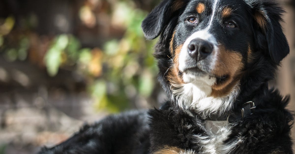Desvendando o Comportamento dos Cães de Guarda: Entenda como Esses Fiéis Protetores Agem e se Comunicam
