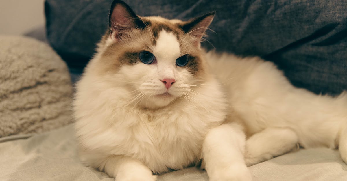Descubra Tudo Sobre a Raça de Gatos Ragdoll: Personalidade, Cuidados, História e Curiosidades!