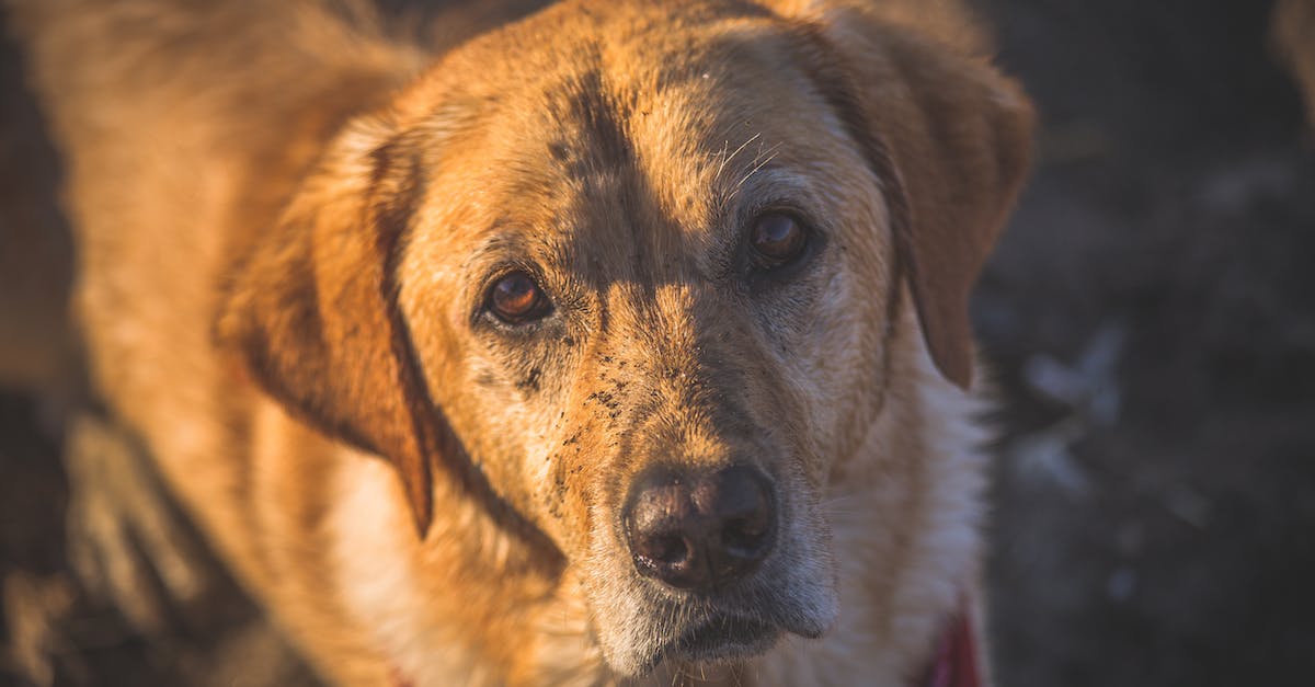 Descubra as 8 raças de cães com olhos amarelos mais deslumbrantes que você já viu!