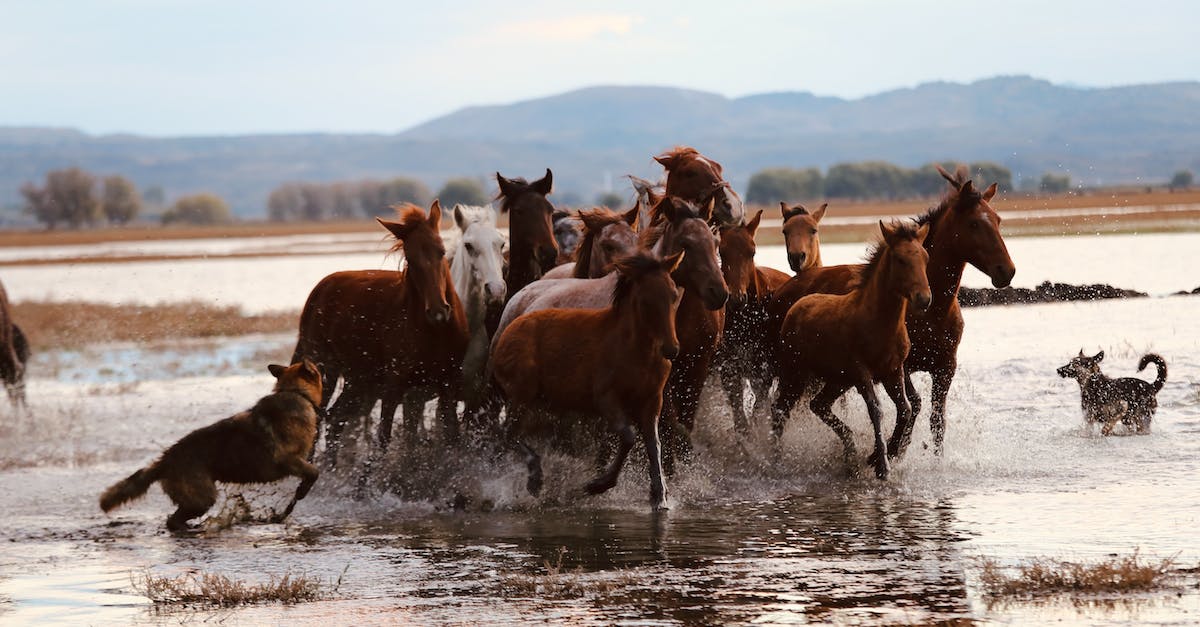 Descubra as 8 melhores raças de cães para mergulho: companheiros perfeitos para aventuras aquáticas!