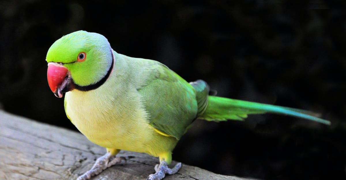 Os melhores pássaros de estimação para animar sua casa: guia completo de cuidados, alimentação e treinamento