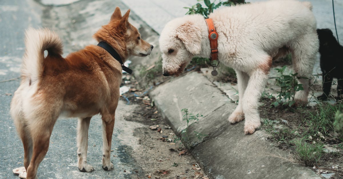 8 dicas infalíveis para ajudar seu cão a superar o medo de passear na rua