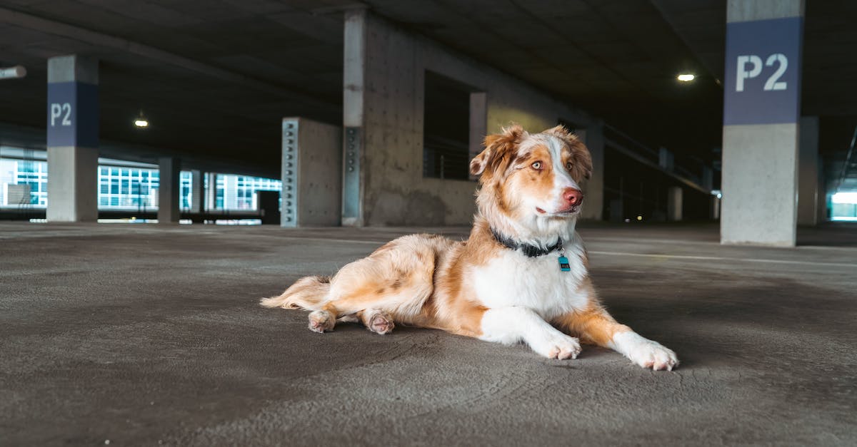 Técnicas infalíveis para ajudar seu cachorro a superar o medo de ficar na garagem