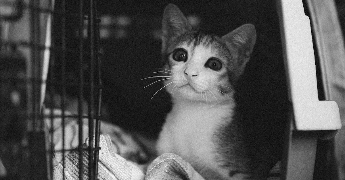 Guia completo para escolher a caixa de transporte ideal para seu cão em apartamentos: dicas práticas, análises e recomendações.