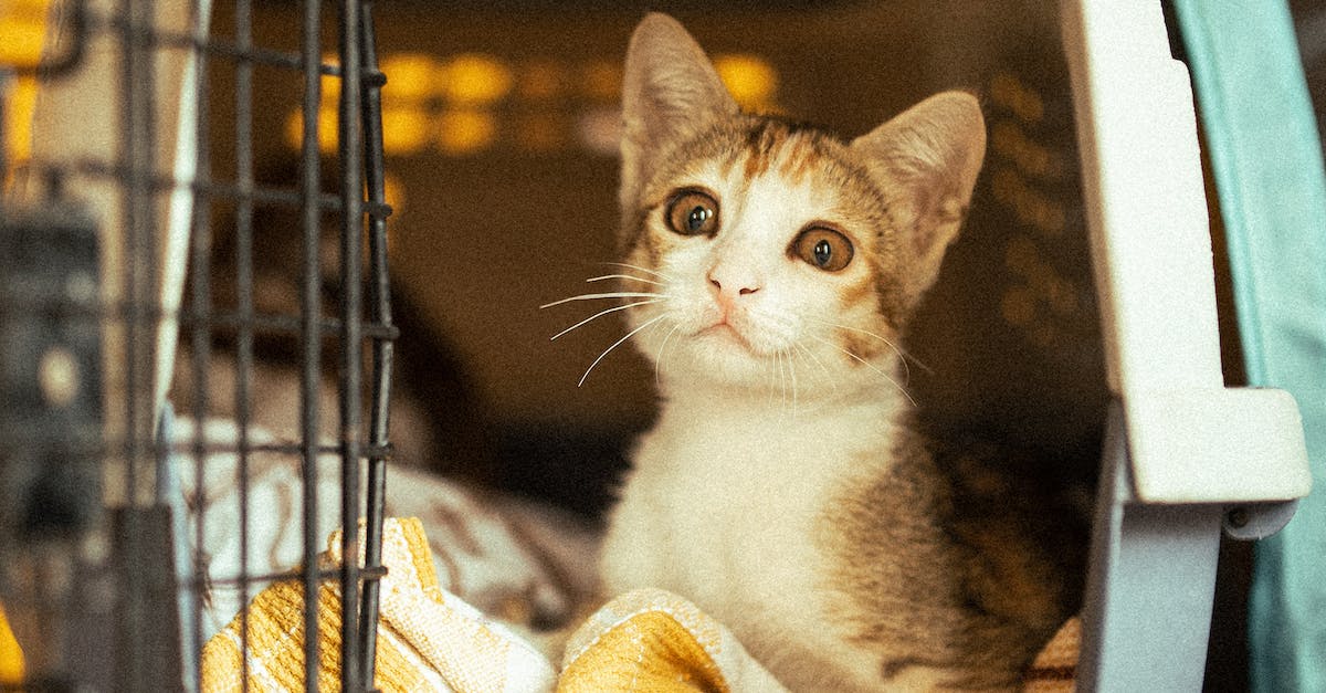 Guia completo para escolher a caixa de transporte ideal para seu gato em apartamentos: dicas, recomendações e avaliações de produtos.