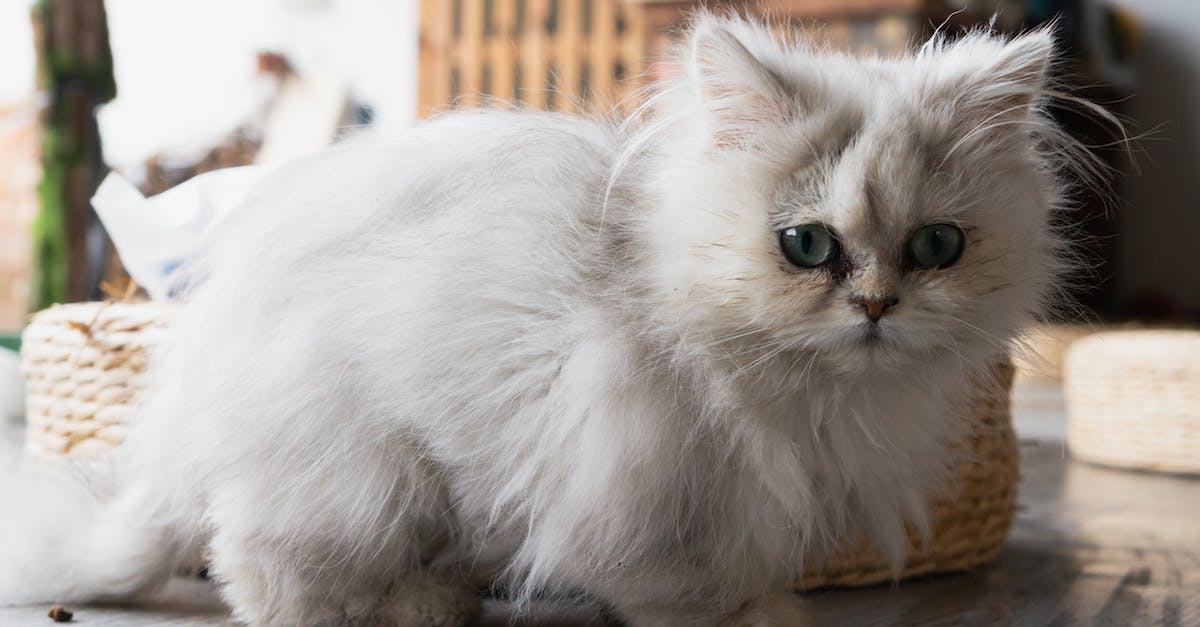 Descubra tudo sobre os adoráveis Gatos Persas: História, Características, Cuidados e Curiosidades!