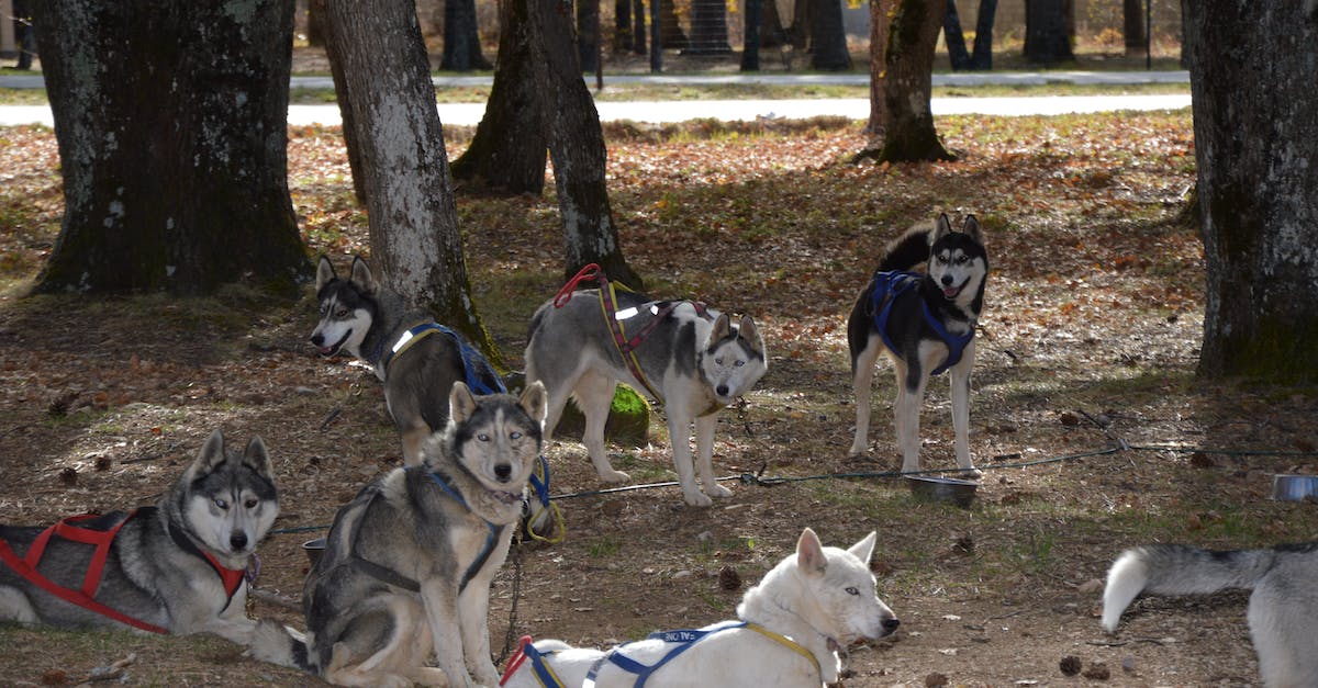 Descubra as melhores raças de cães para se tornarem atletas: dicas, treinamentos e exemplos de sucesso!