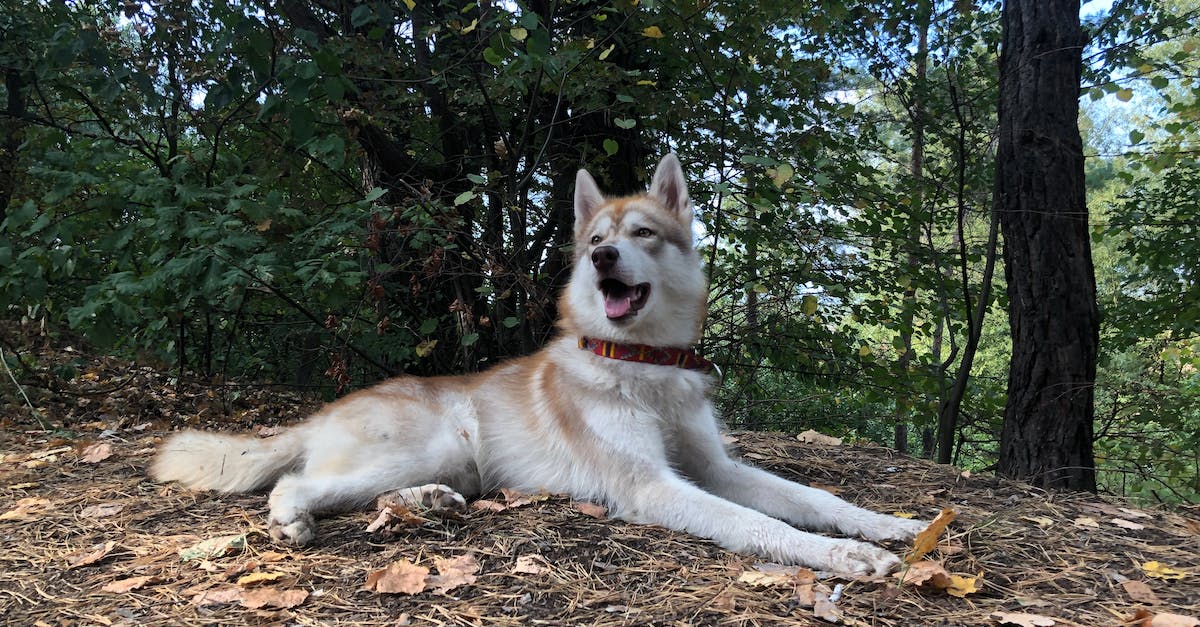 Guia completo para cuidar de cães com displasia de quadril: dicas práticas e estratégias eficazes