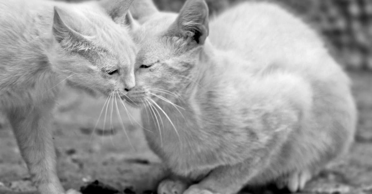 Perfumes para pets: Como escolher o aroma perfeito para deixar seu animal de estimação ainda mais cheiroso e saudável?