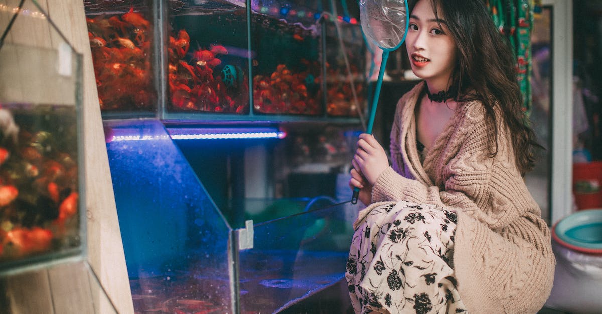 Guia completo: como encontrar o pet shop perfeito para cuidar do seu cão com amor e qualidade.