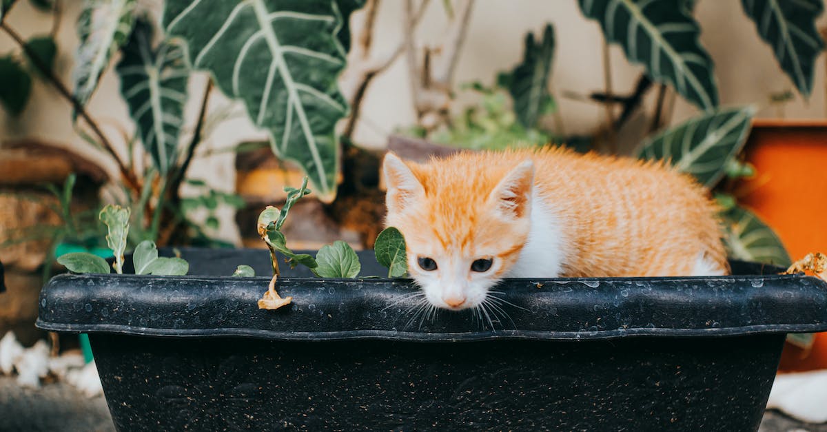 Aprenda como cuidar adequadamente de gatos filhotes: guia completo com 8 dicas essenciais