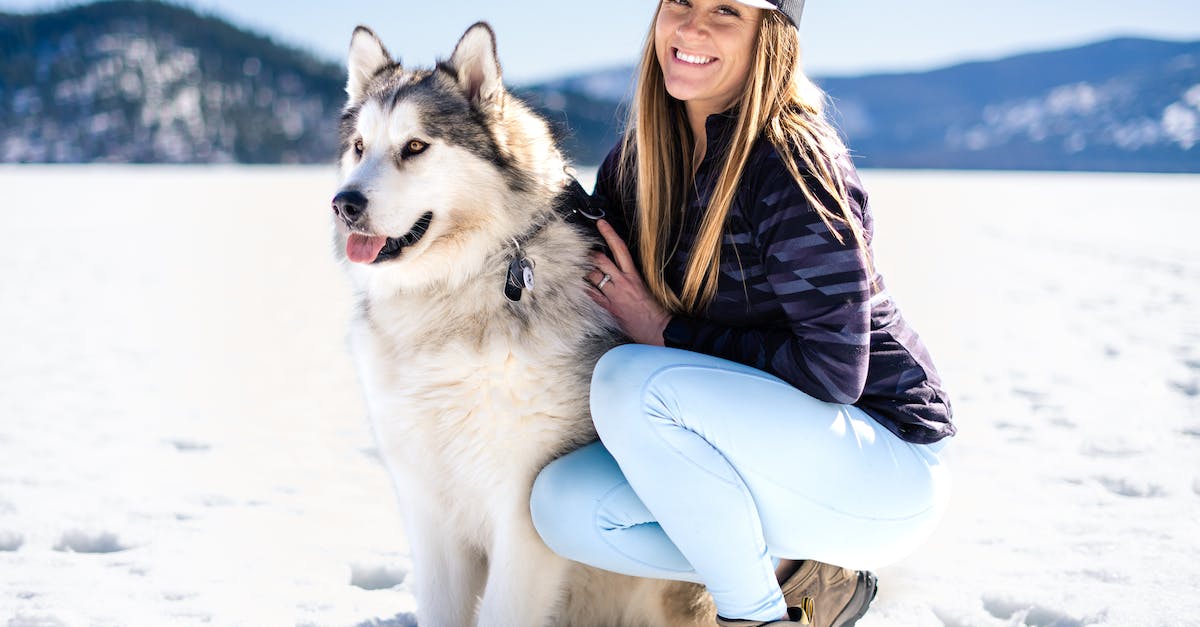 8 passos para superar a perda do seu melhor amigo canino e honrar suas memórias juntos