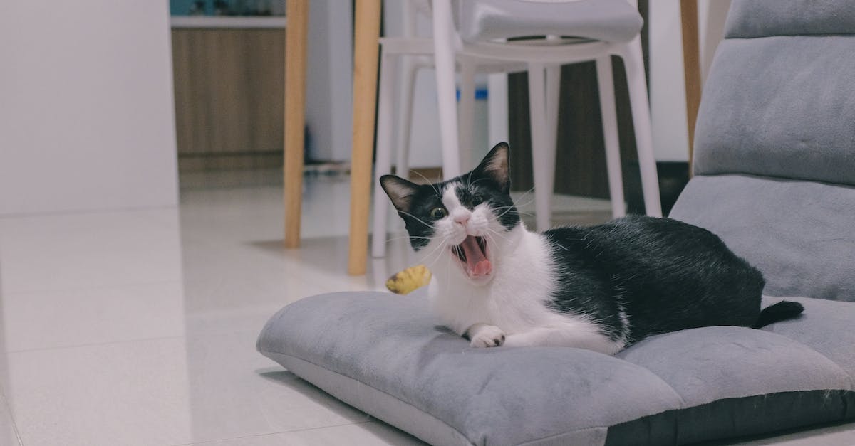 Vacinação para pets: Tudo o que você precisa saber para manter seu animal de estimação saudável e protegido!