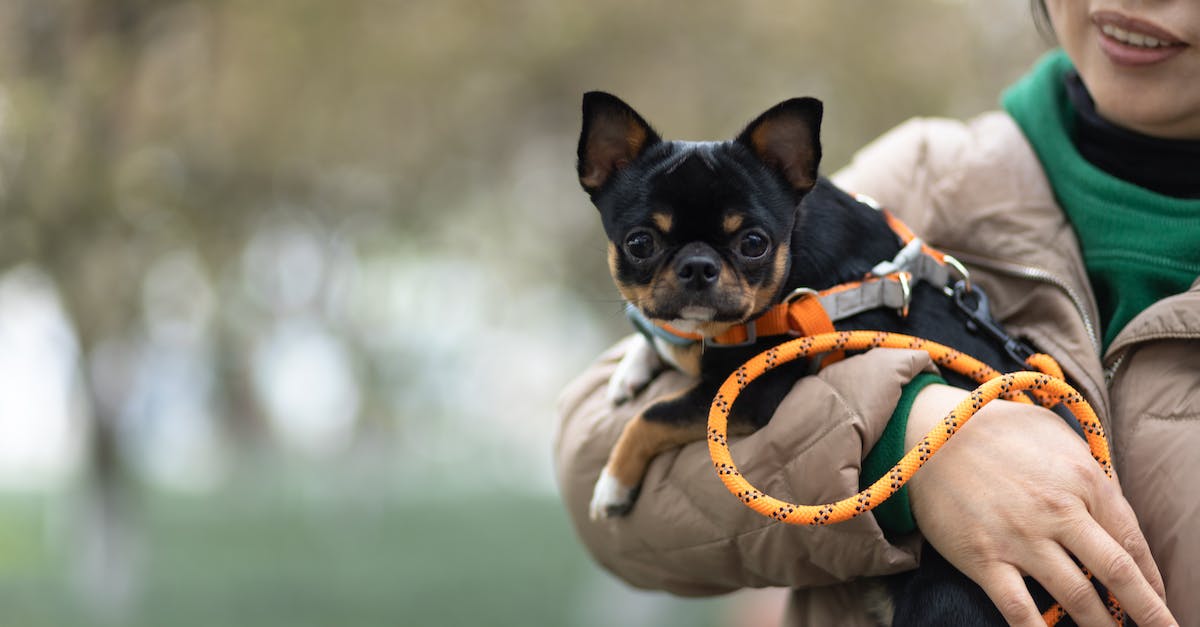8 dicas infalíveis para ajudar seu pet a se adaptar a mudanças com sucesso