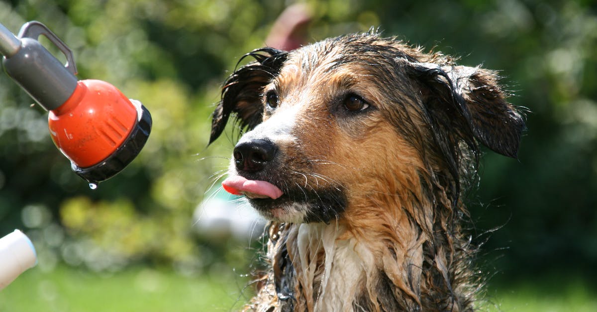 Guia completo: como escolher o shampoo perfeito para o seu cão em 8 passos simples