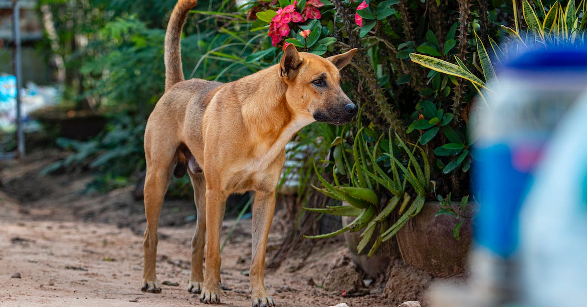 Técnicas eficazes para lidar com cães que mordem: Aprenda a prevenir e controlar comportamentos agressivos