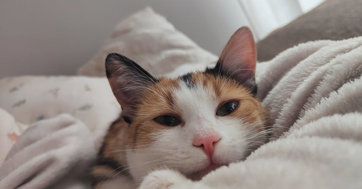 Descubra como escolher a caixa de transporte perfeita para seu pet: guia completo com dicas e recomendações!