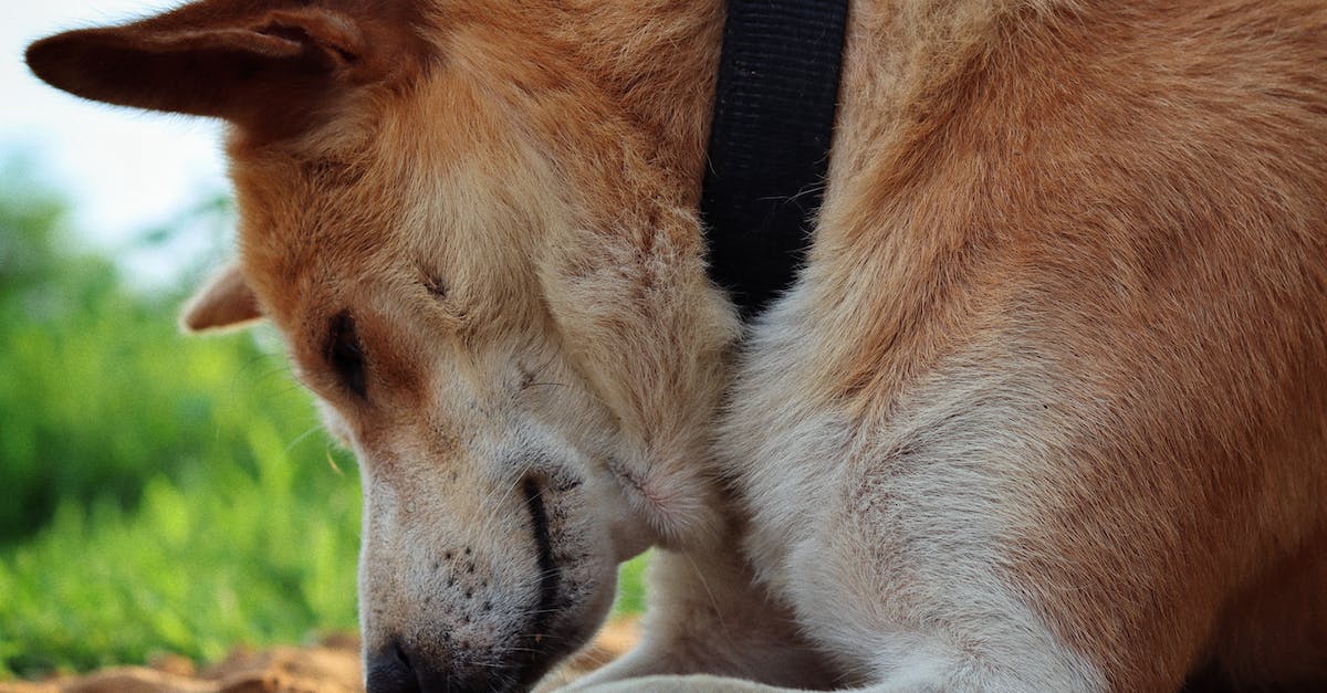 7 dicas eficazes para ajudar seu cão a parar de se coçar em excesso: cuide da saúde e do bem-estar do seu amigo peludo