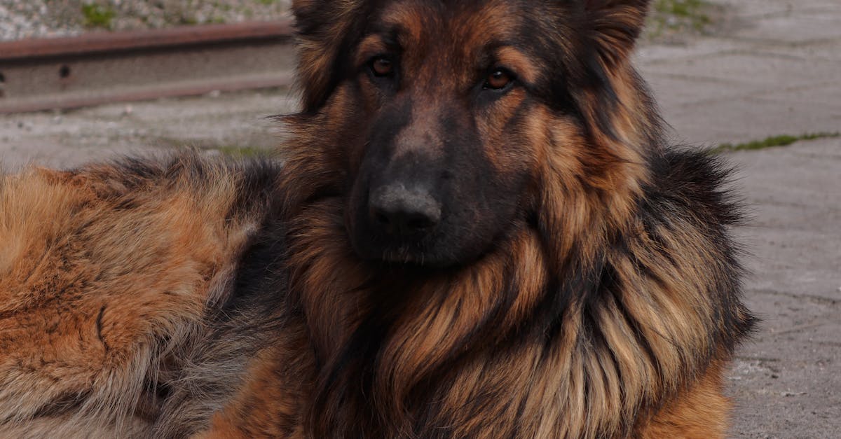 Conheça as 8 raças de cães de guarda mais eficientes para proteger sua casa e família.