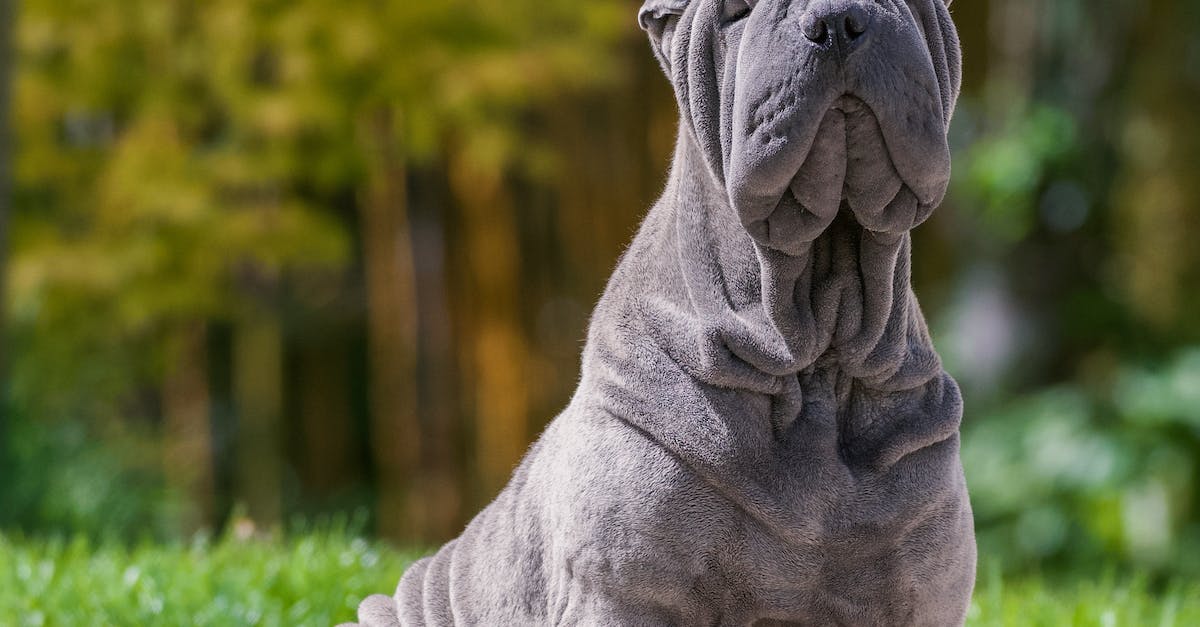 Tudo o que você precisa saber sobre as raças de cães com aparência musculosa: história, características e cuidados”.