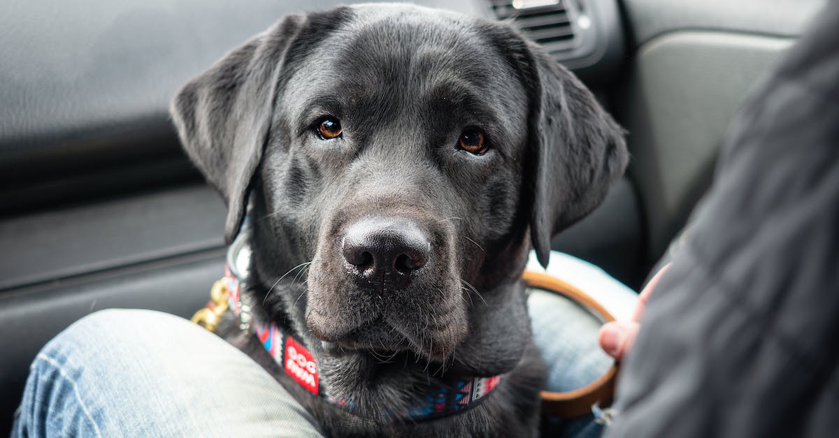 Dicas Essenciais para Viajar com Seu Pet: Tudo o que Você Precisa Saber Antes de Partir!