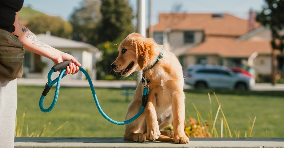 Guia perfeito para cães em apartamentos: dicas essenciais para escolher o tipo ideal!
