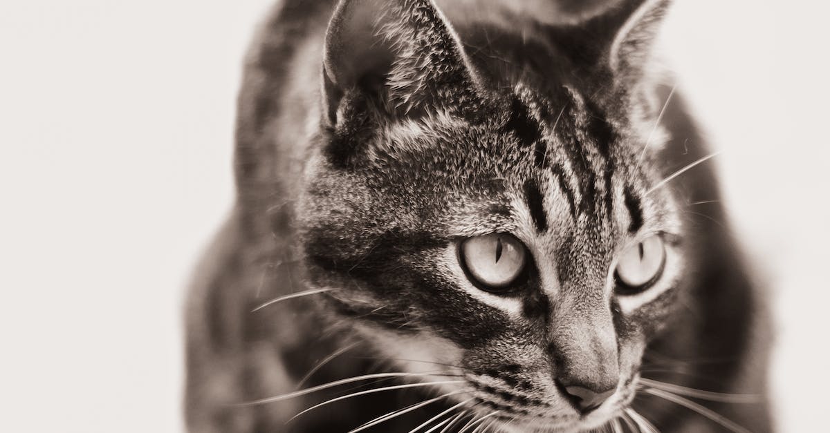 Tudo o que você precisa saber para escolher o comedouro perfeito para o seu gato em apartamentos