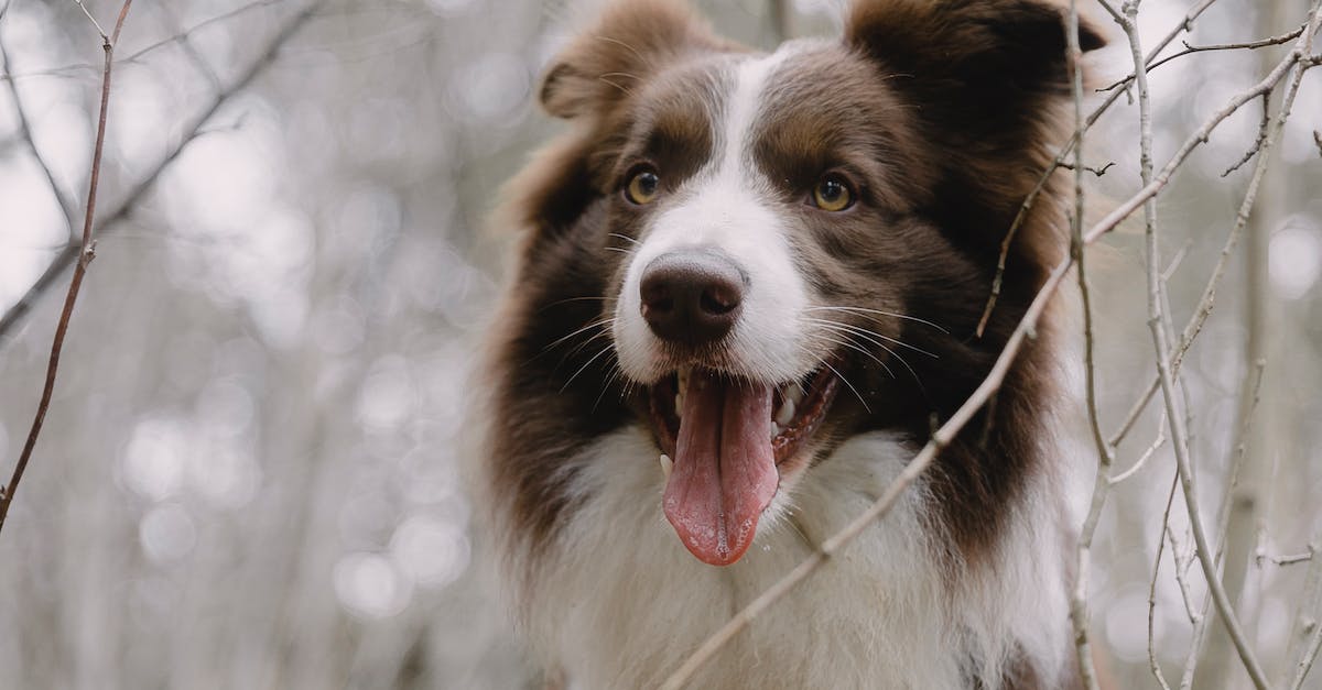 Tudo o que você precisa saber sobre a vermifugação para pets: dicas essenciais para manter seu companheiro saudável e feliz