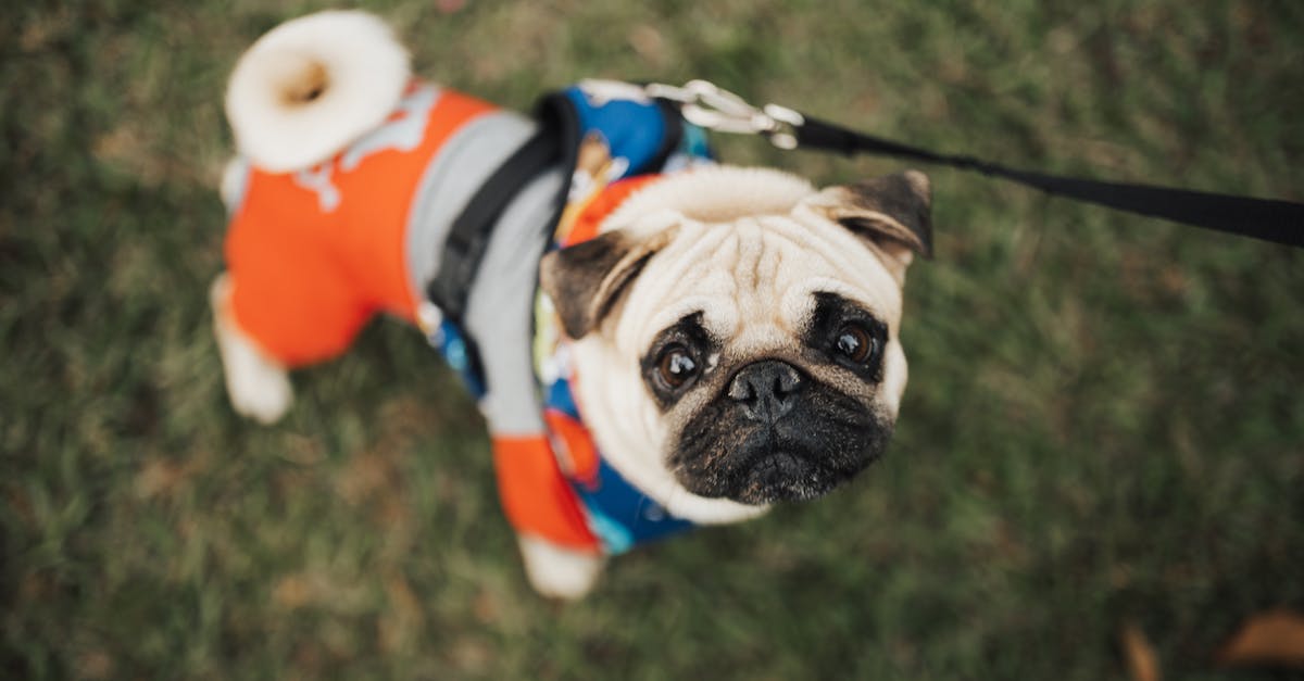 8 Dicas Imperdíveis para Aproveitar Passeios com seu Cão nos Dias Frios