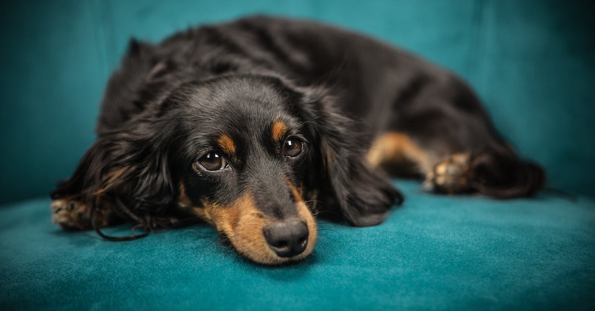 Descubra as raças de cães com olhos pretos e surpreenda-se com sua beleza única!