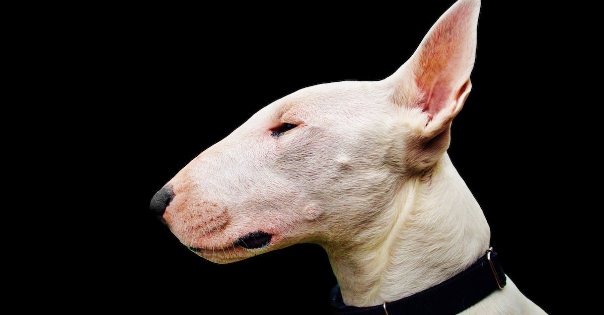 Descubra como exames para pets podem salvar a vida do seu melhor amigo: guia completo de tipos, frequência e importância