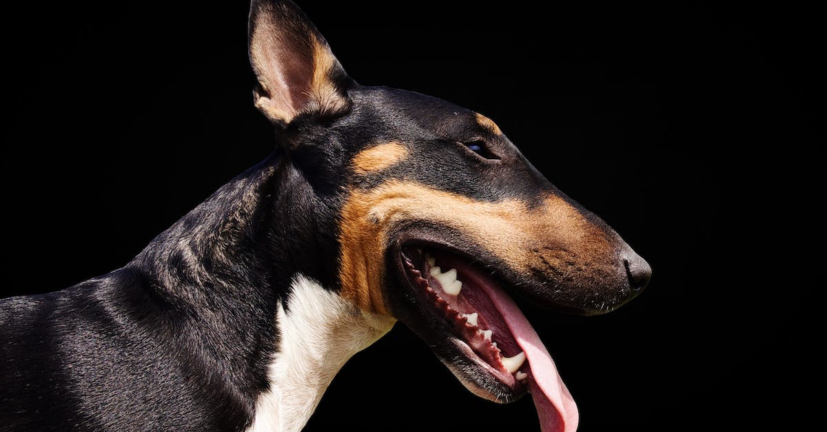 Técnicas eficazes para acalmar cães agressivos: 8 passos simples para uma convivência tranquila