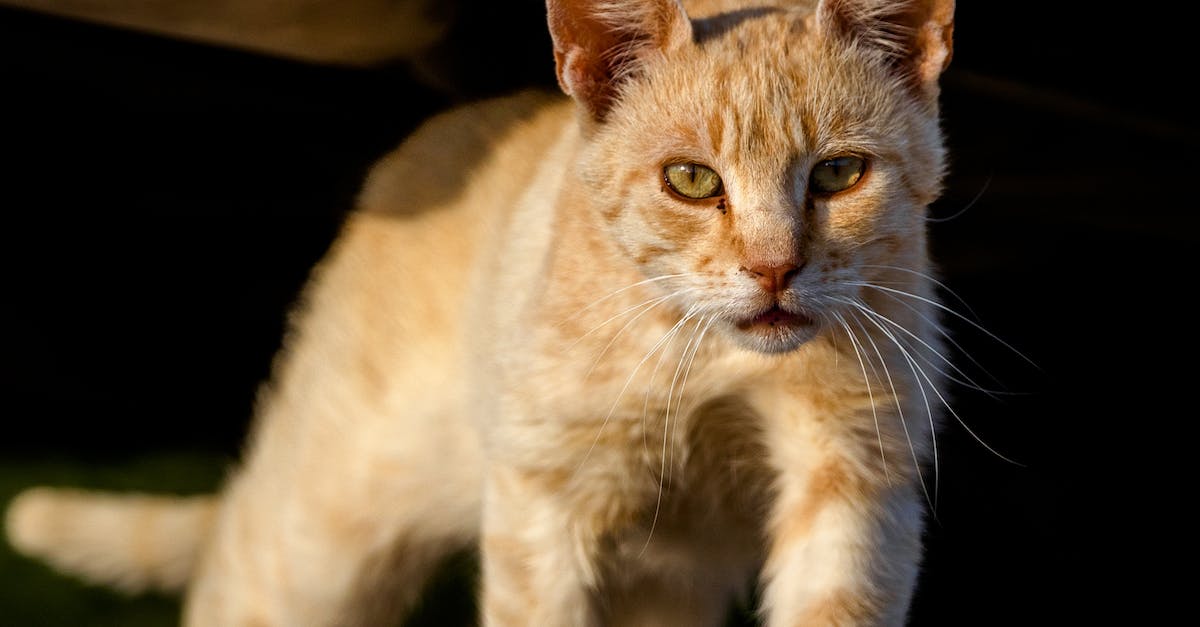 Guia completo: aprenda a identificar os principais sintomas de doenças em seu animal de estimação.