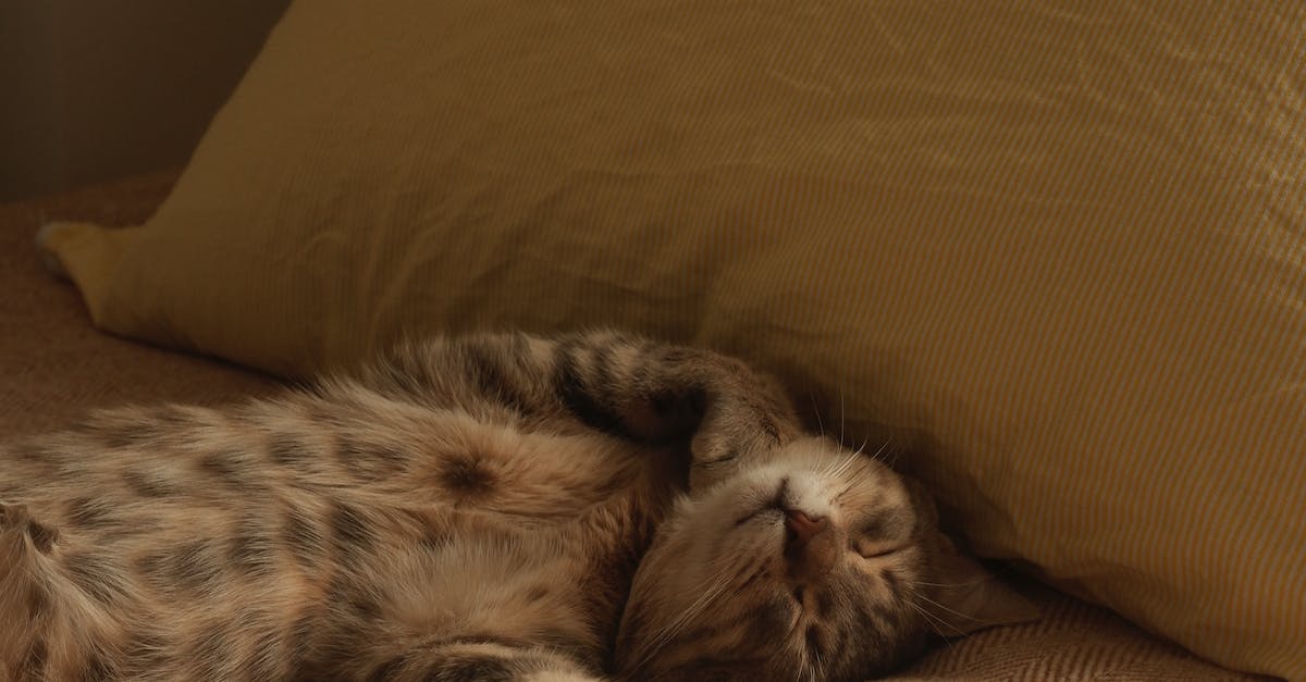 10 dicas essenciais para acalmar a ansiedade de separação em animais de estimação que vivem em apartamentos