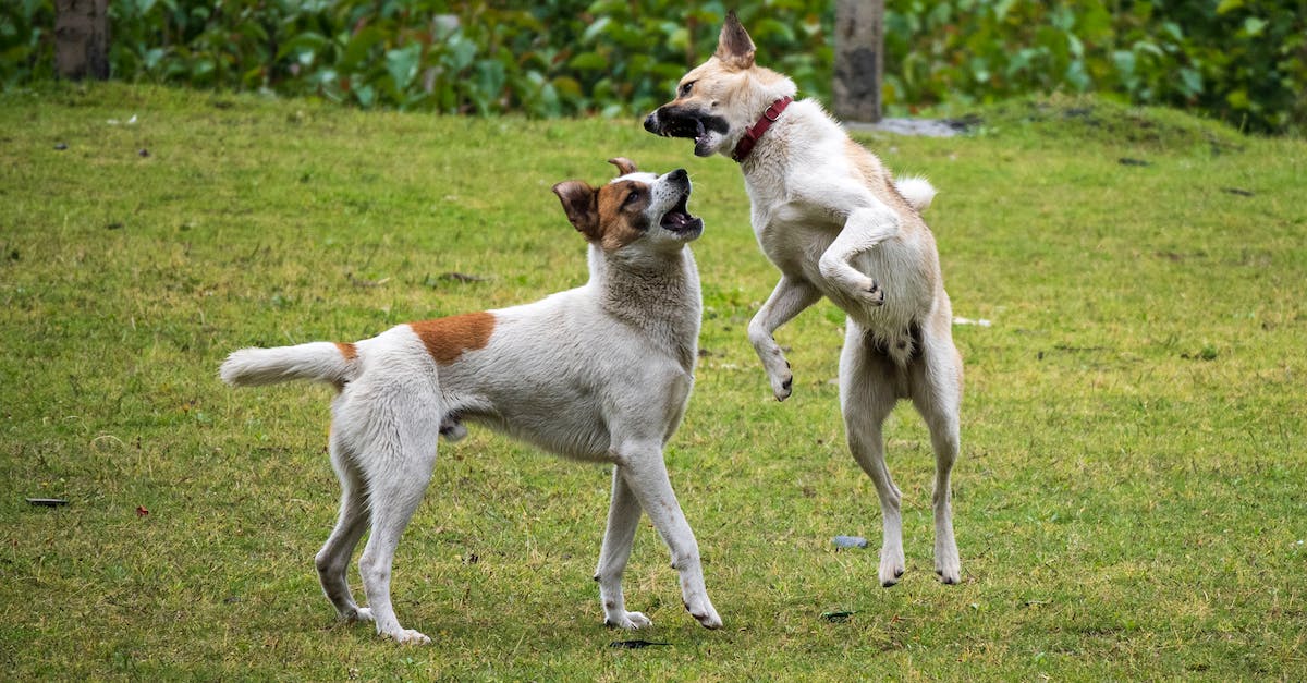 10 melhores opções de antipulgas e carrapatos para manter seu pet protegido e livre de parasitas