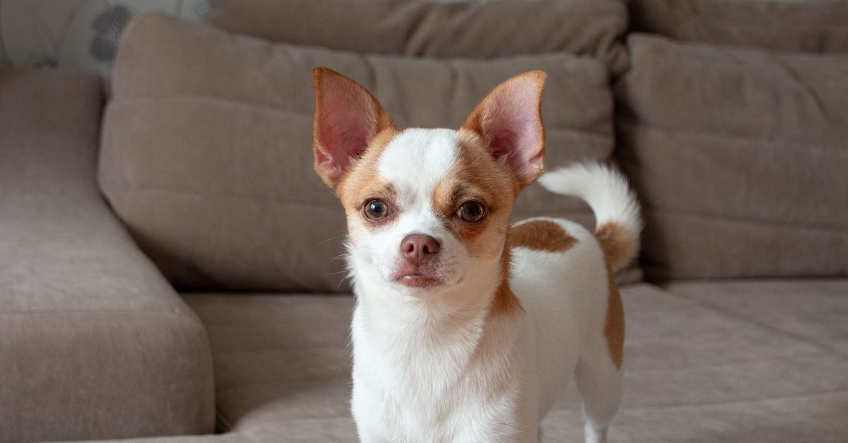 Técnicas eficazes para acabar com o ruído dos pets em apartamentos: guia completo para uma convivência pacífica com seu animal de estimação.
