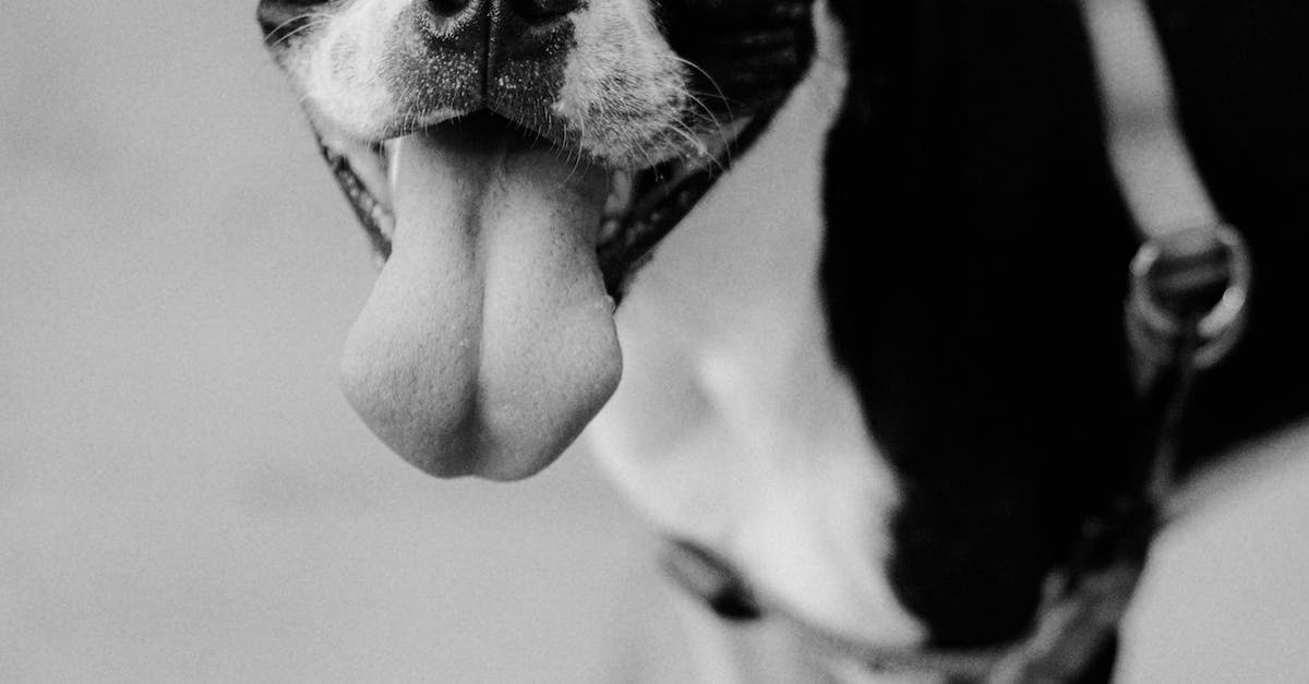 Guia definitivo para escolher o bebedouro ideal para seu cão em apartamentos: tudo o que você precisa saber!