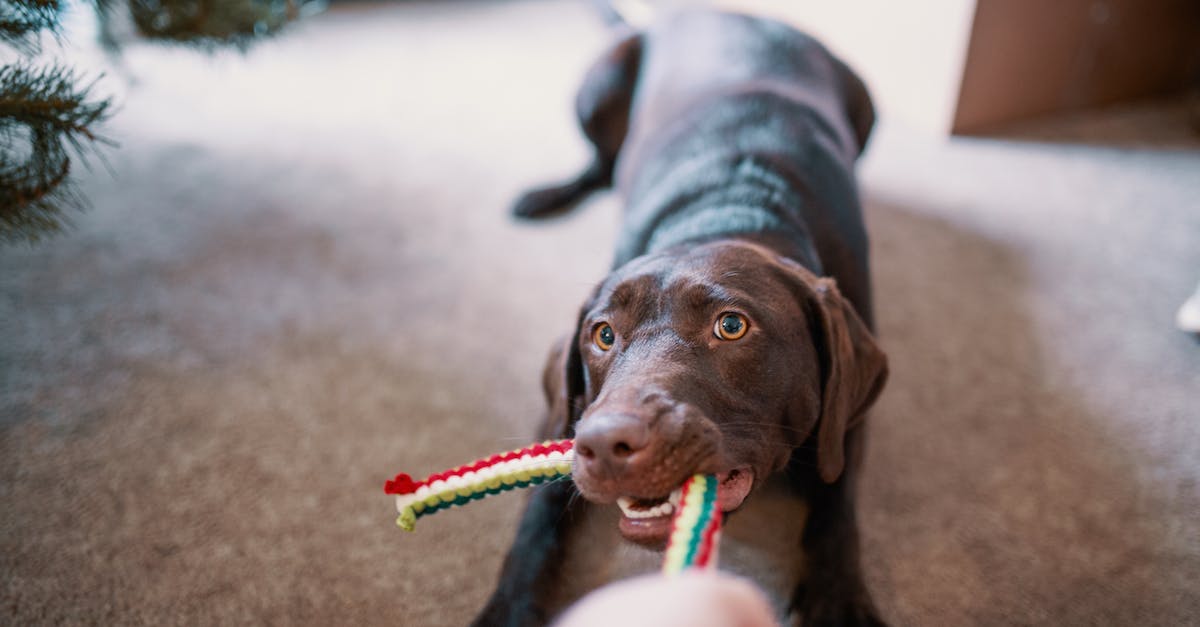 Descubra os 8 brinquedos indispensáveis para manter seu cão feliz e saudável em apartamentos pequenos.