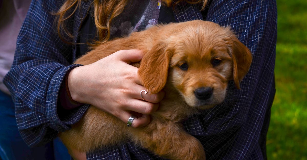 Descubra as mais encantadoras raças de cães com olhos castanhos: características, curiosidades e fotos!