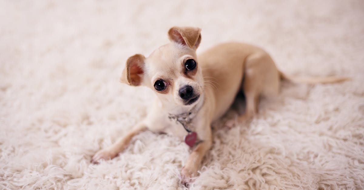 8 dicas infalíveis para manter seu cão saudável e prevenir doenças