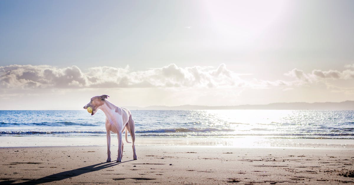 Guia completo: Viajando com segurança ao lado do melhor amigo do homem – Seu cão!