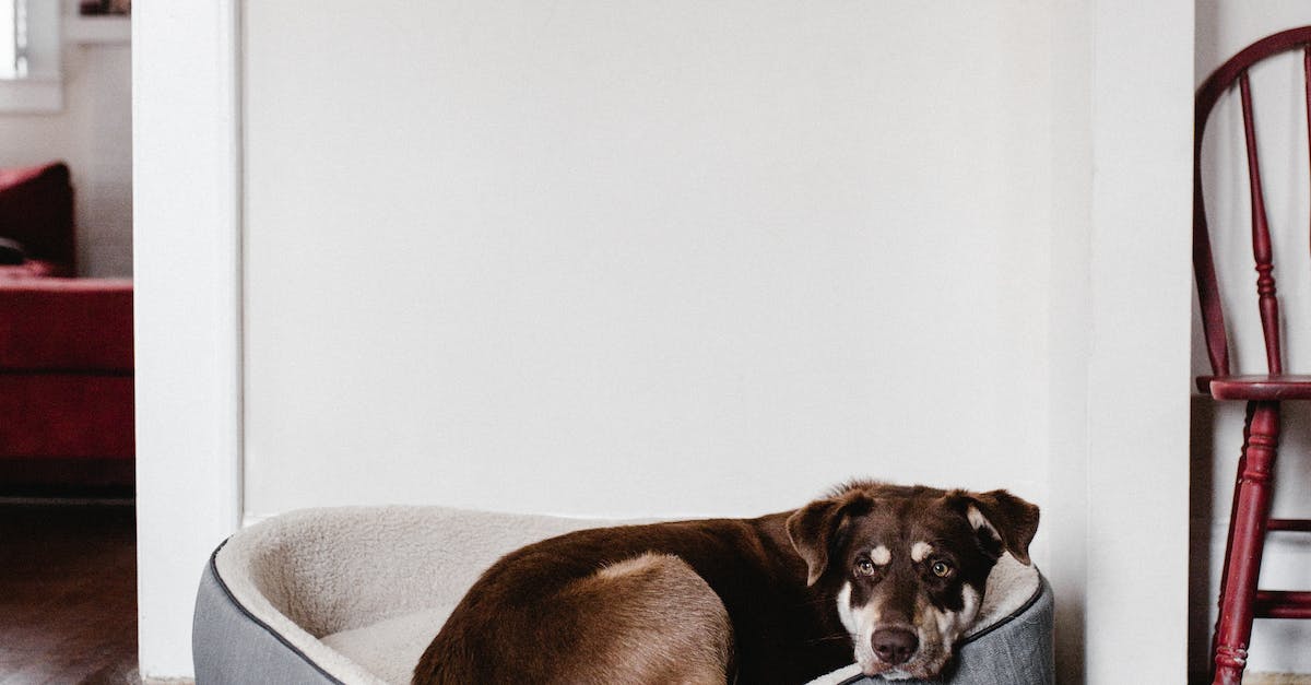 Guia completo: Como escolher a cama perfeita para o seu melhor amigo de quatro patas