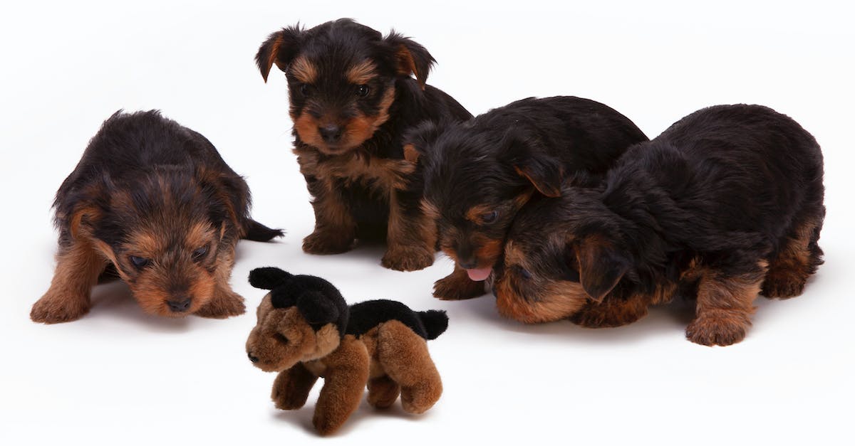 8 dicas para escolher o brinquedo perfeito para o seu fiel companheiro canino